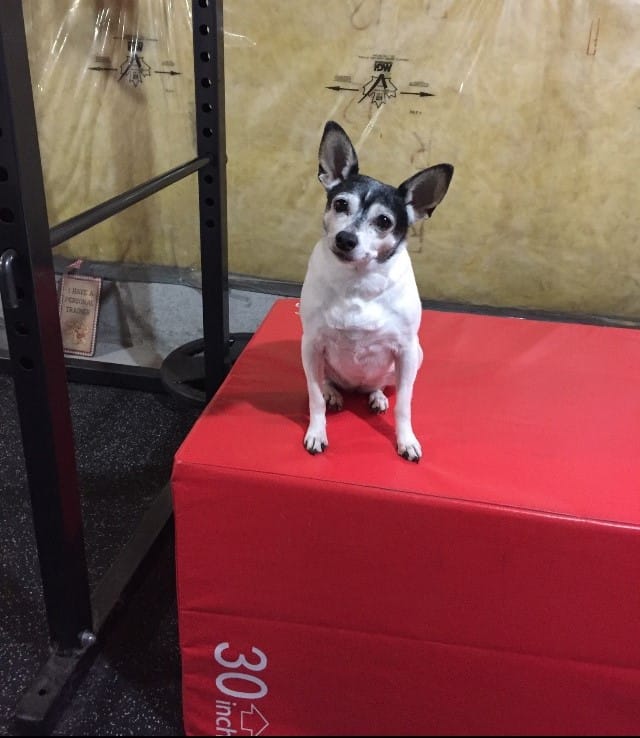 dogphoto1